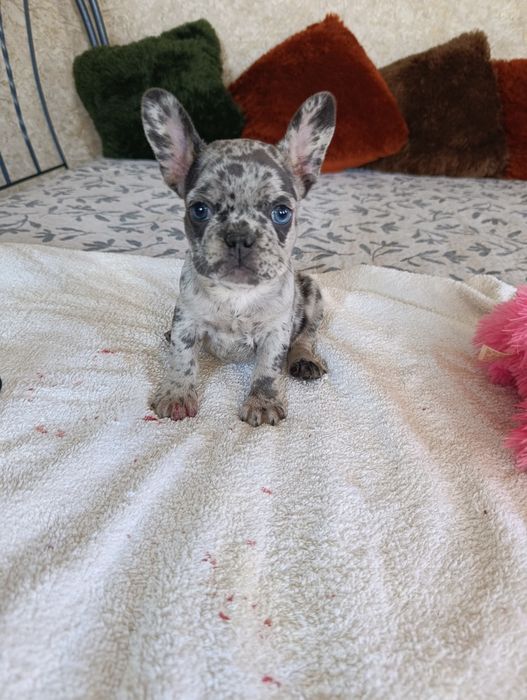 Лиловая мерле девочка (большой выбор щенков)