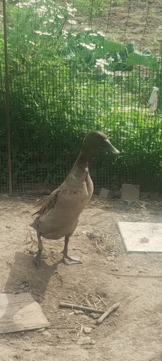 Sprzedam kaczki biegusy