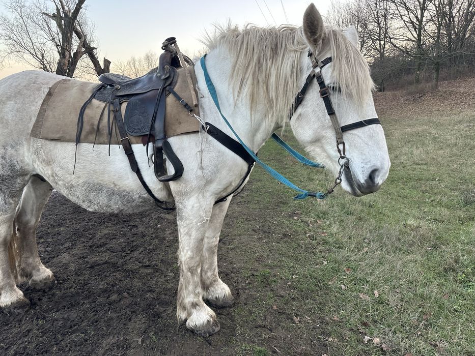 Продам кобилу вагою на тону