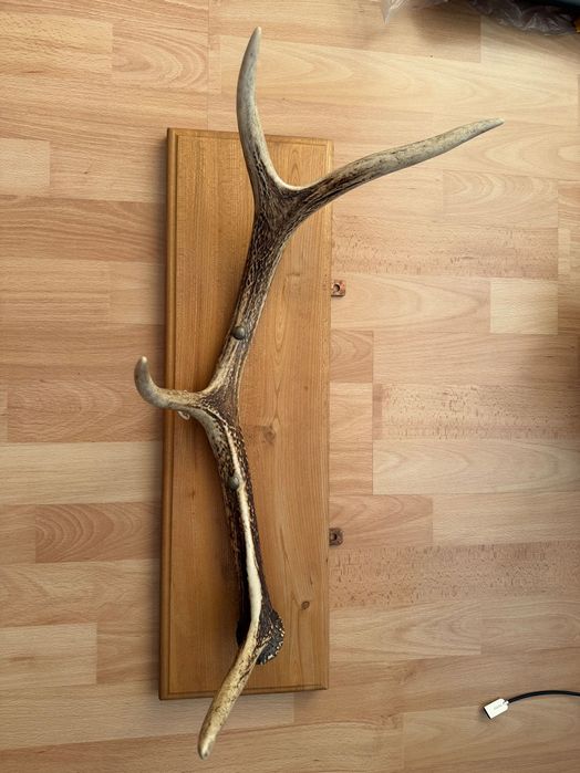 Róg jelenia na desce