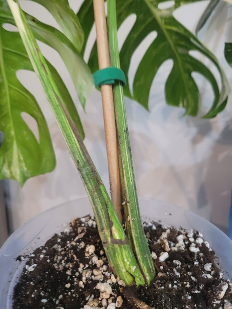Monstera Variegata duza forma/ukorzeniony szczyt