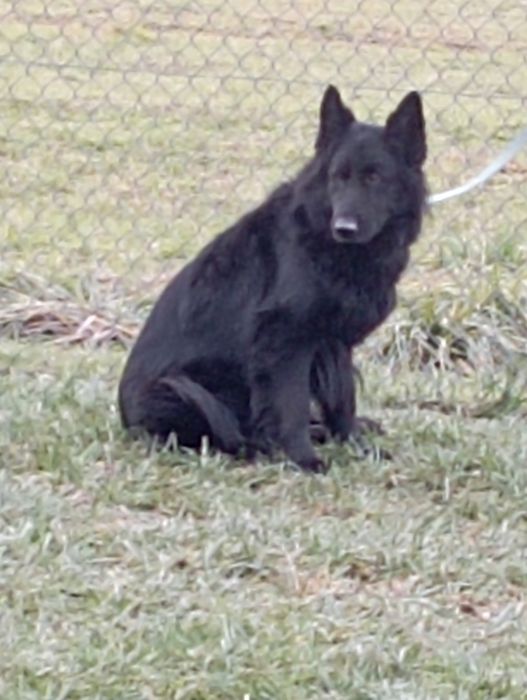 Owczarek niemiecki suka