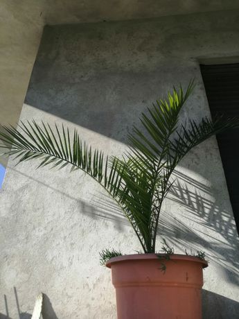 Palmeira de exterior