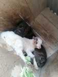 Cabrito para doar