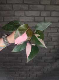 Philodendron Pink Princess