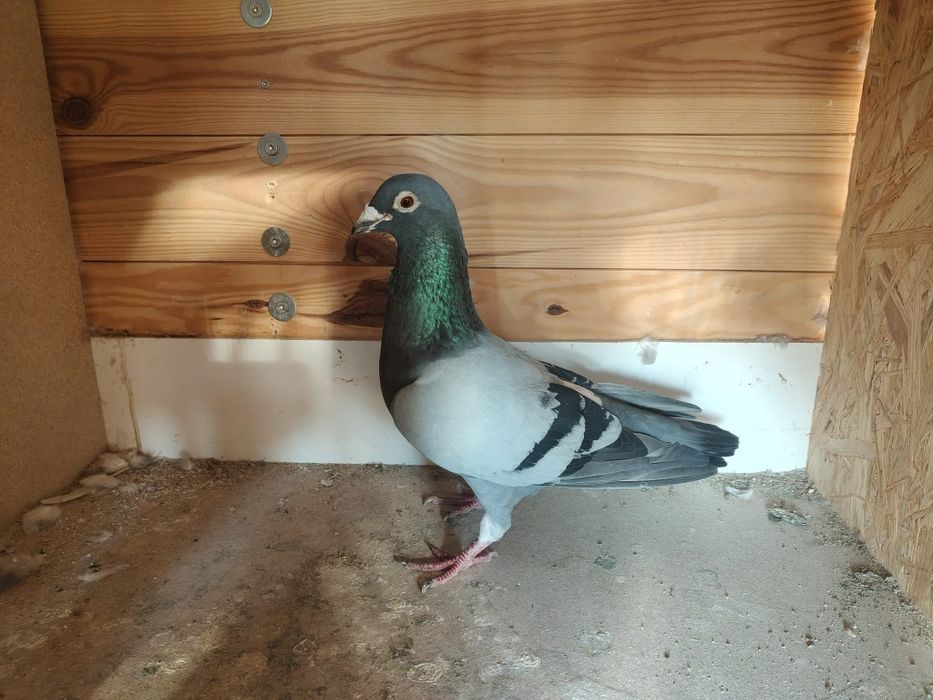 Gołąb pocztowy T.Rumiński