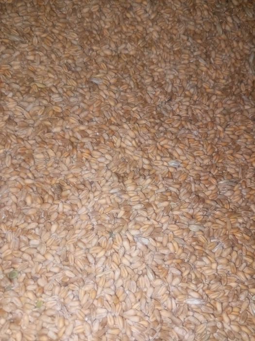 Продам пшеницю 2025