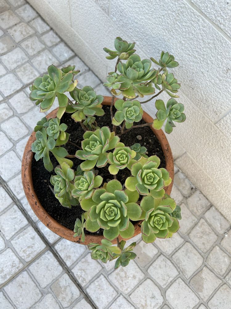 Vendo esta planta da familia das suculentas.