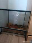 Terrarium i Skorpion.