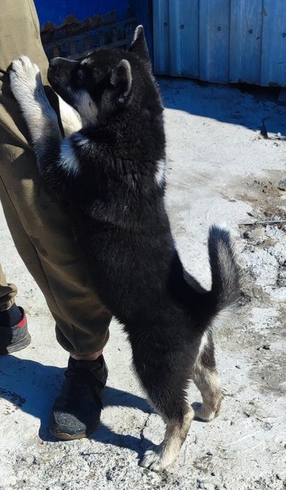 Хаскі-кольри є   різні