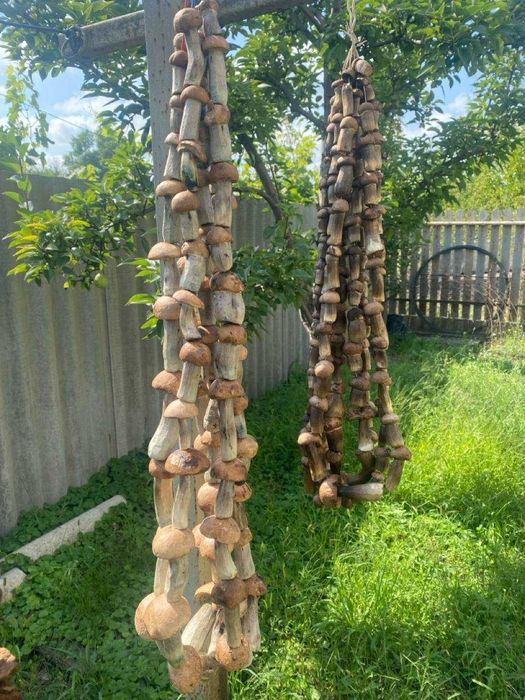 Білі гриби сушені (сушенный белый гриб)