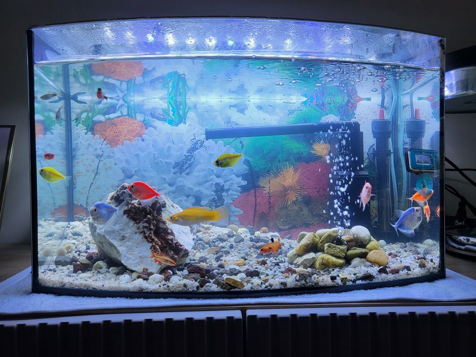 Akwarium panoramiczne 50x30s30