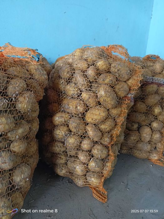 Ziemnaki jadalne odmiana Queen Anna, Lea i Lilly.