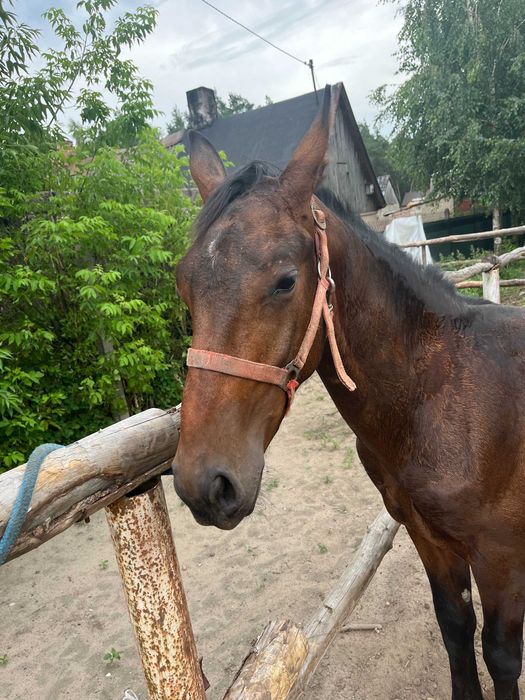 Ogier ogierek śląski po rodzicach licencyjnych