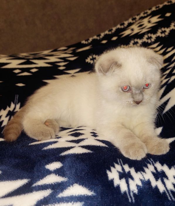 Плюшевая Шотландская вислоухая Девочка!