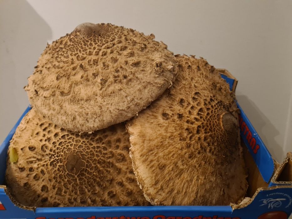 Świeże kanie / sowy - odbiór Warszawa Bemowo