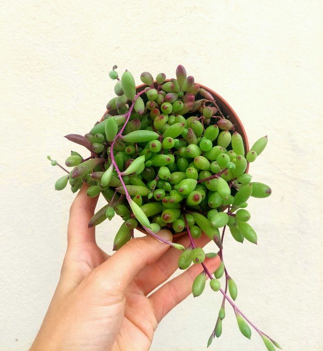 Suculenta Senecio- Colar de Rubi