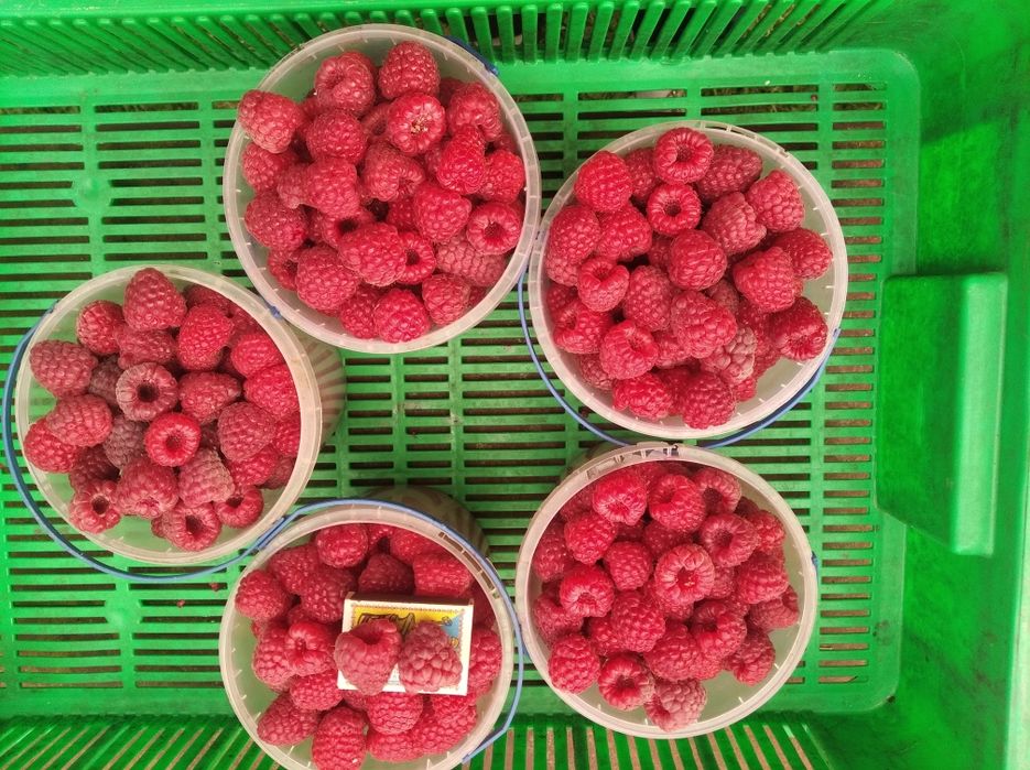 Саджанці ремонтантної малини 8 сортів сорт