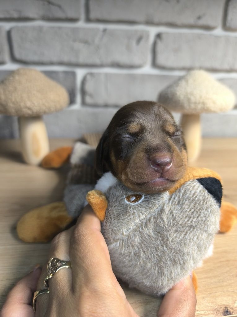 Jamnik miniaturowy krótkowłosy SUCZKA choco czekoladowa  RÓŻOWY