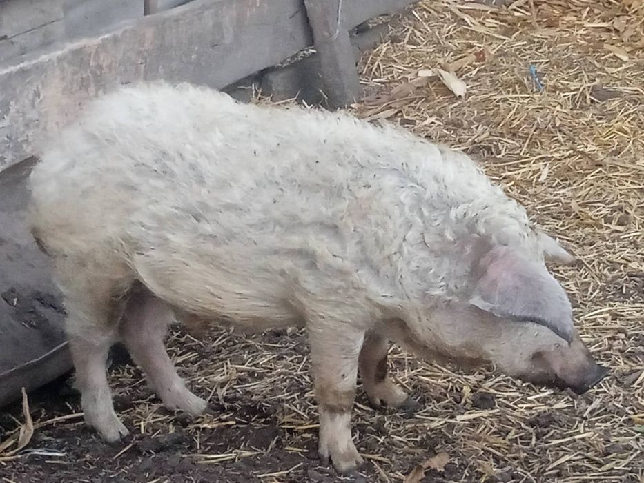 Свині та поросята мангалиці.