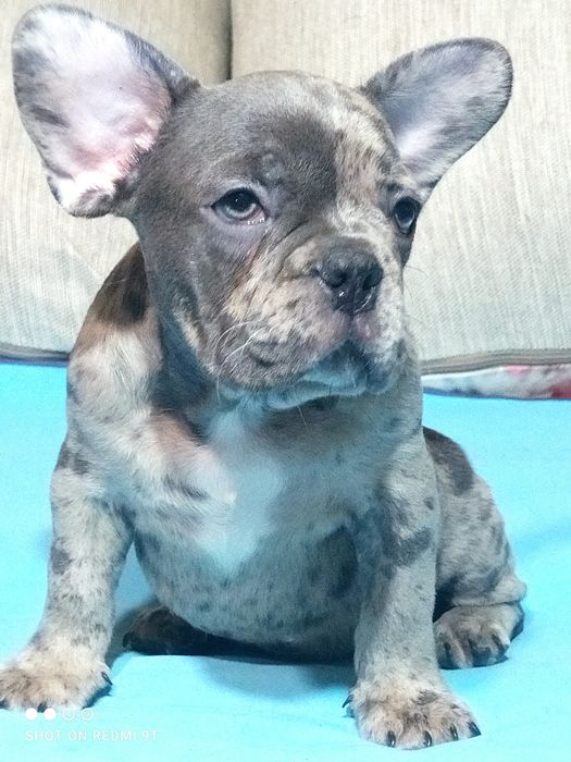 Французы мини и стандарт.