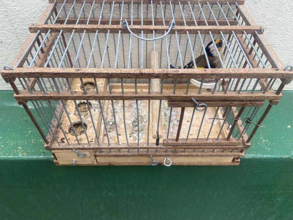 Canarios Pintas Julho Agosto