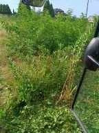 Talerzowanie ,mulczowanie ściernisk kukurydzy koszenie trawy