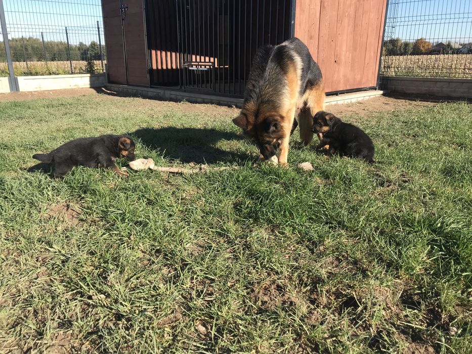 Szczeniaki Owczarek Niemiecki krotkowlosy FCI