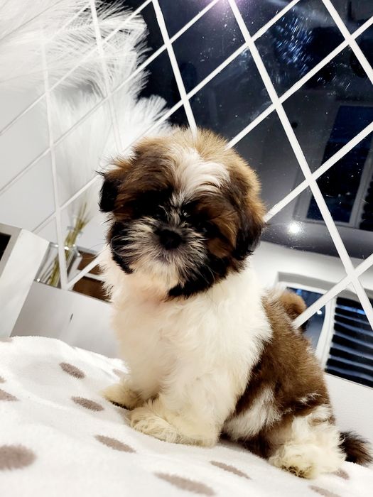 Sunia shih tzu gotowa na nowy domek