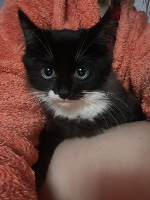 Віддамо кошеня в добрі руки