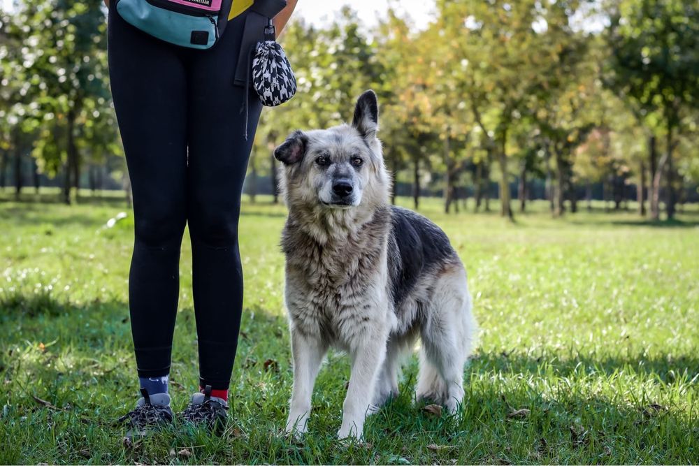 Ramona-piękna satrsza suczka czeka na wymarzony dom-adopcja
