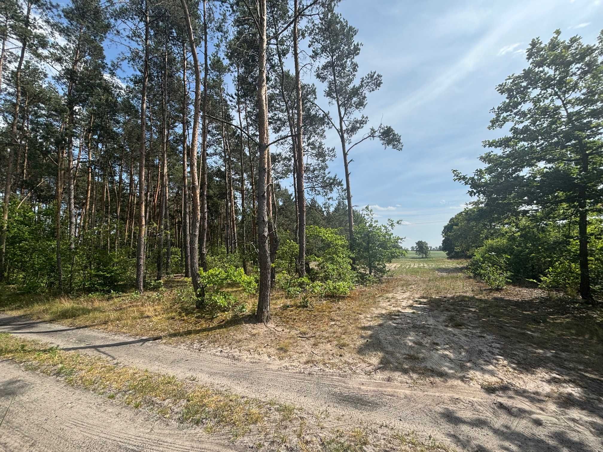 Działka Biernacice niedaleko- Uniejów / las/ warunki zabudowy