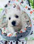 West Highland White Terrier szczeniak, suczka Gwiazda!