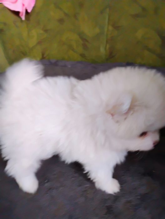 Sprzedam szpica pomerianiana