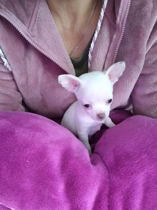 Chihuahua mini suczka