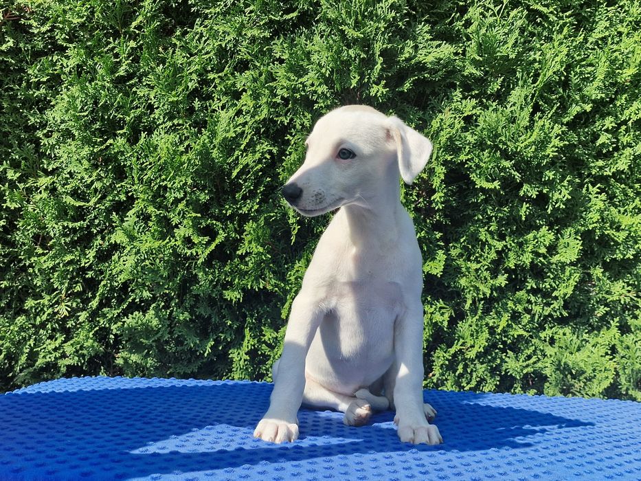 Chart angielski whippet piesek