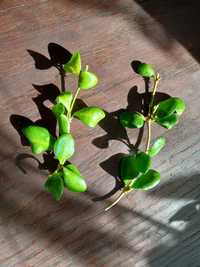 Hoja heuschkeliana yellow blooms