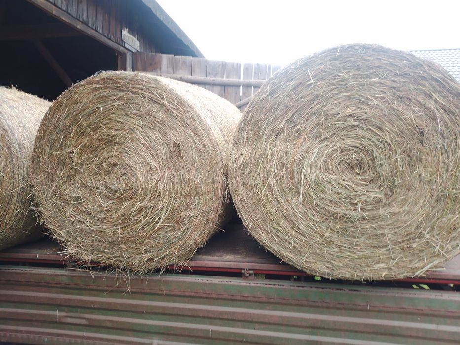 SIANO dla koni, drugi pokos