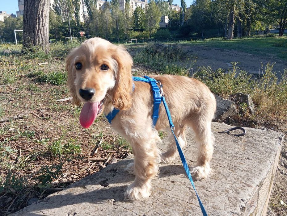 Щенок английского кокер-спаниель