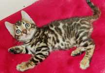 Gatinha Bengal 2 meses