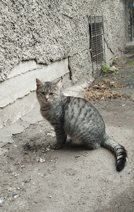 Безкоштовно котик