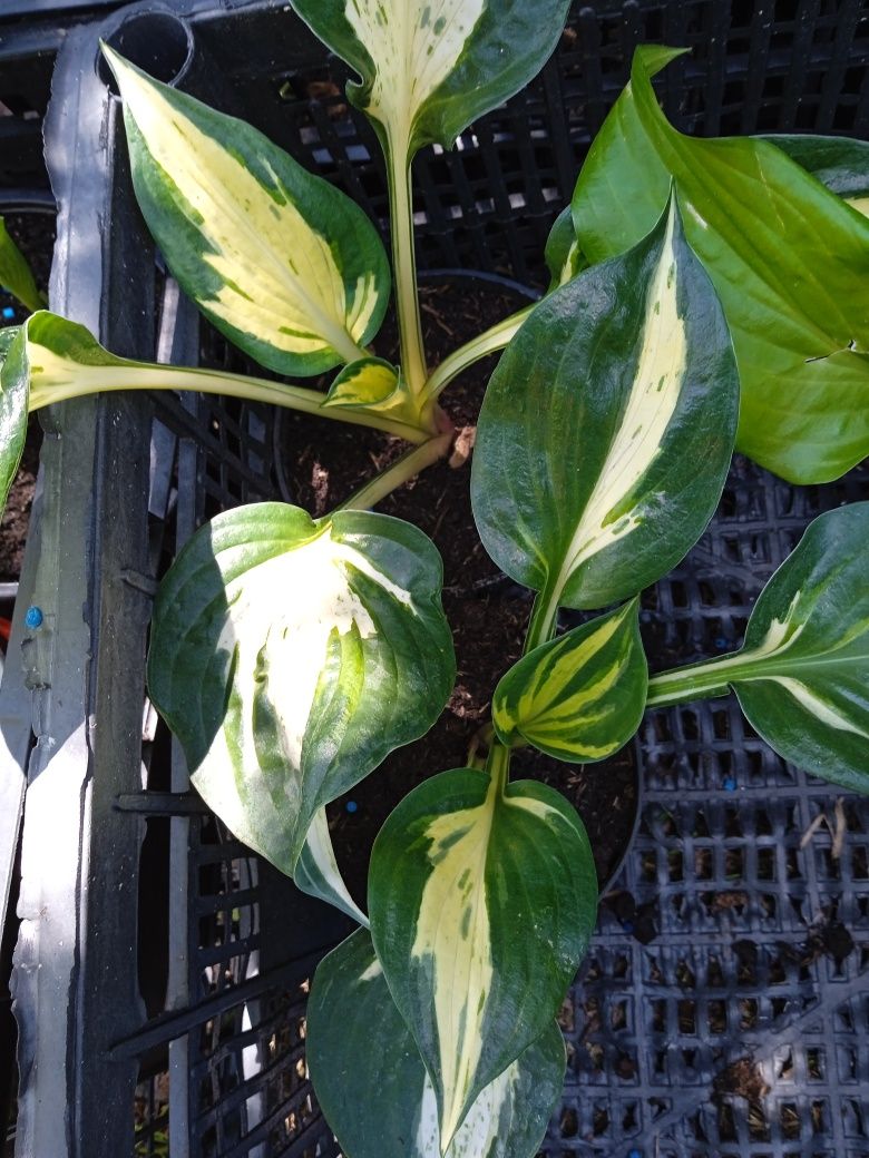 Hosta funkia Pathfinger Yellow Polka dot Bikini