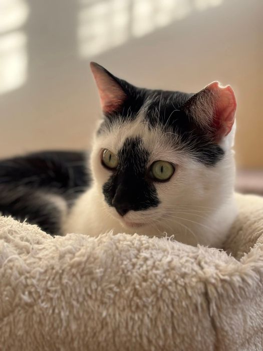 Piękny Monte szuka domu!