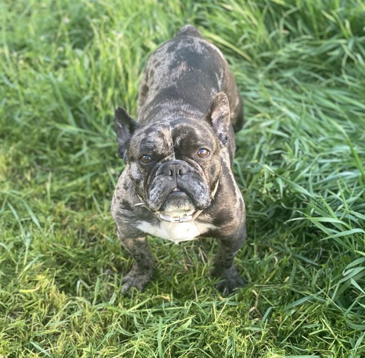 Французький бульдог