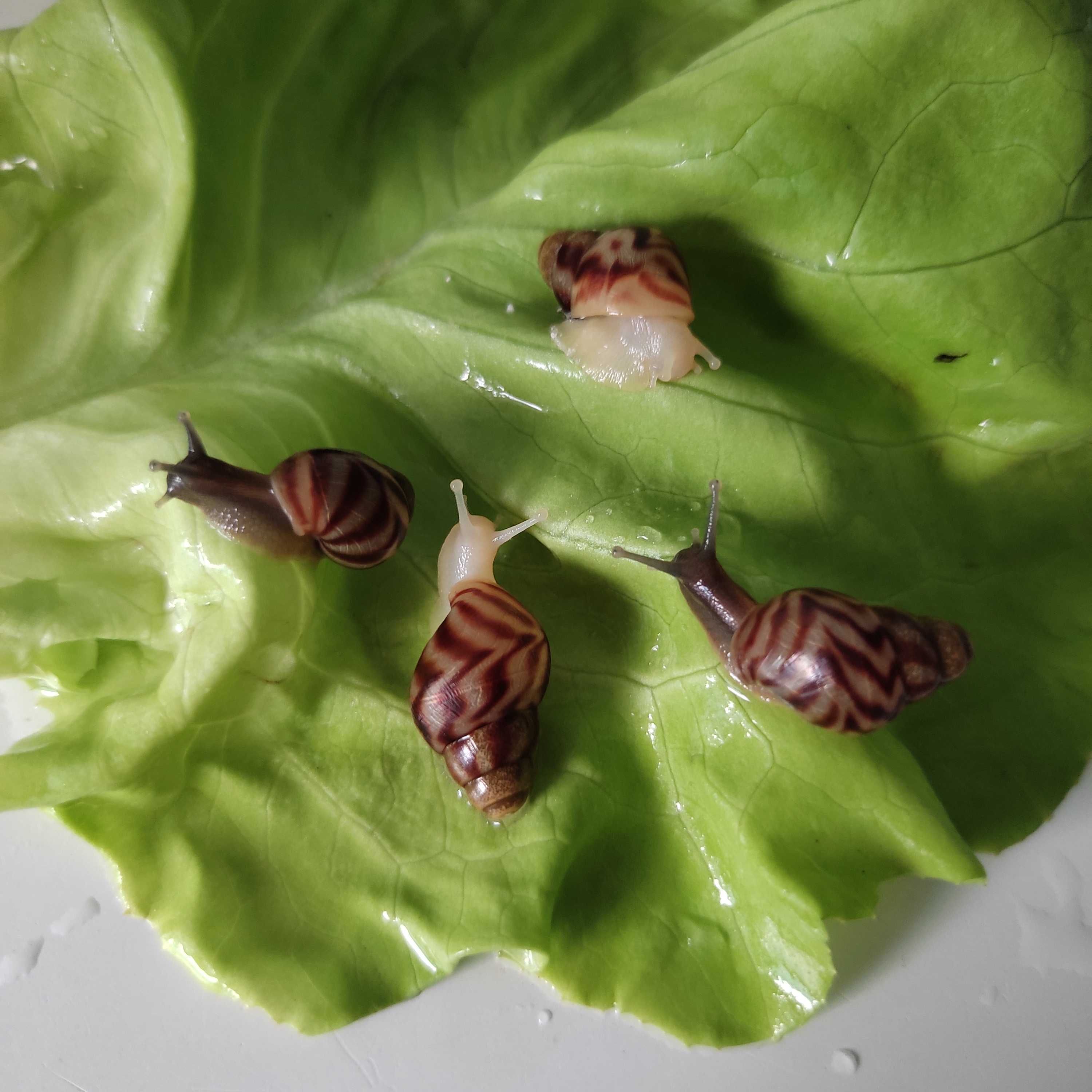 Ślimak afrykański Lissachatina reticulata. Może być wysyłka.