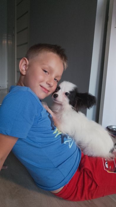 Piesek Papillon Spaniel Kontynentalny