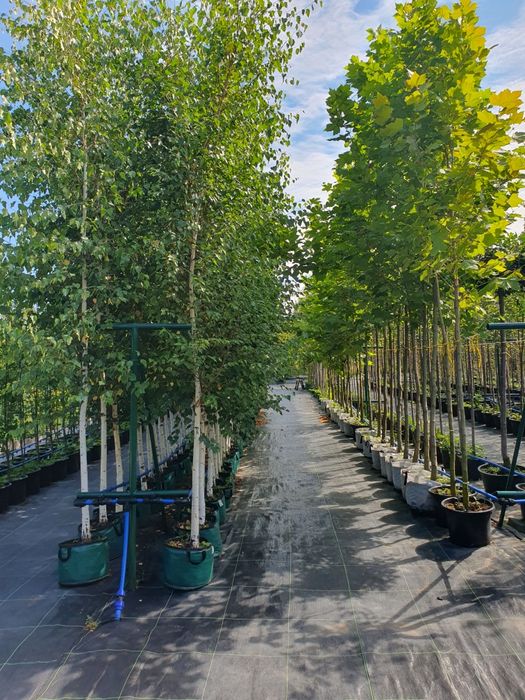 Drzewa alejowe lipa brzoza klon platan katalpa głóg Jarzębina śliwa