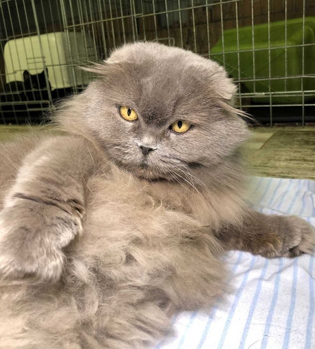 Вислоукая Шотландская кошечка Коша, впедная красотка, 2-3 года