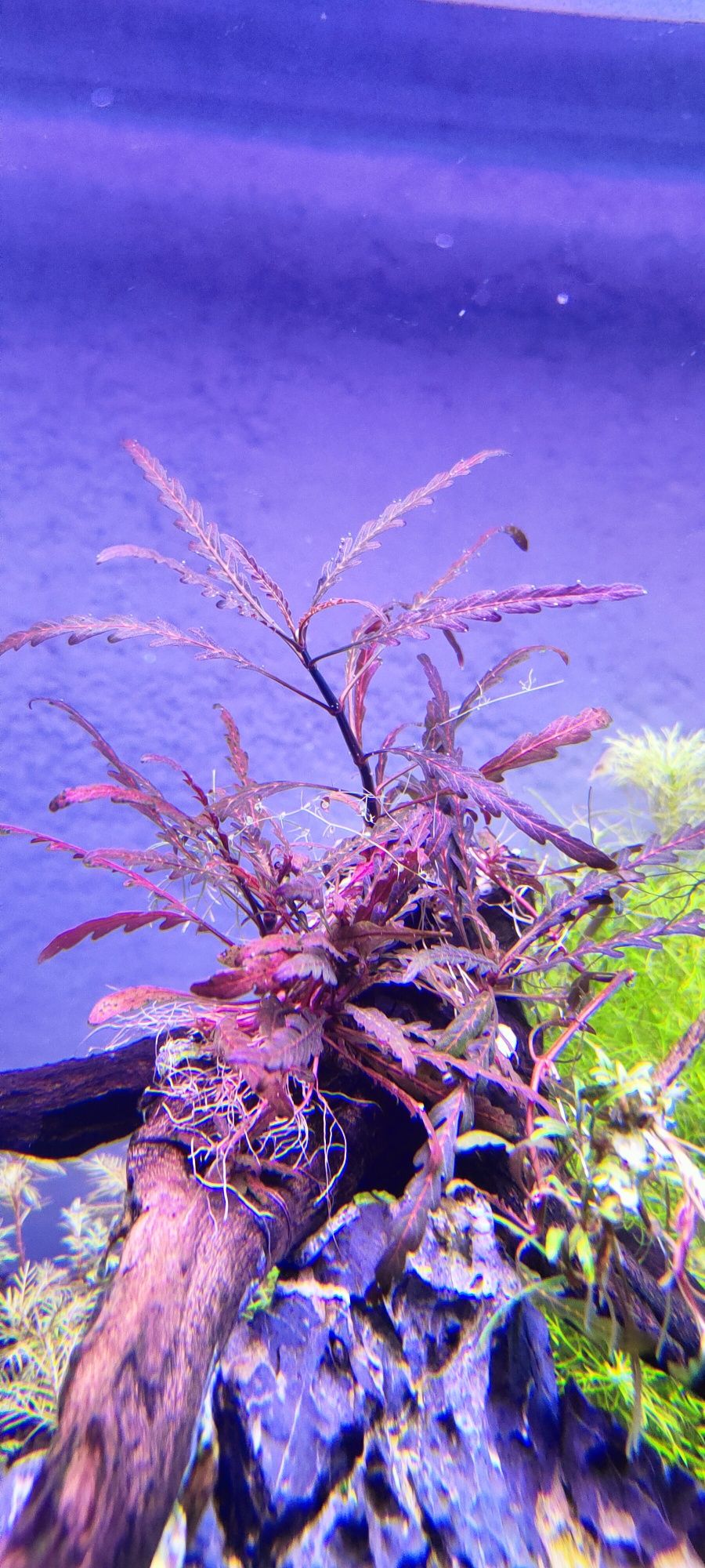 Hygrophila pinnatifida