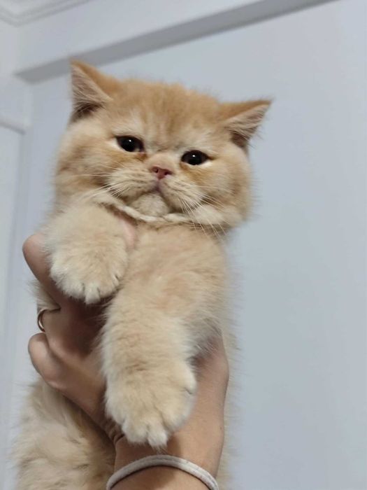 British macho vermelho - com LOP